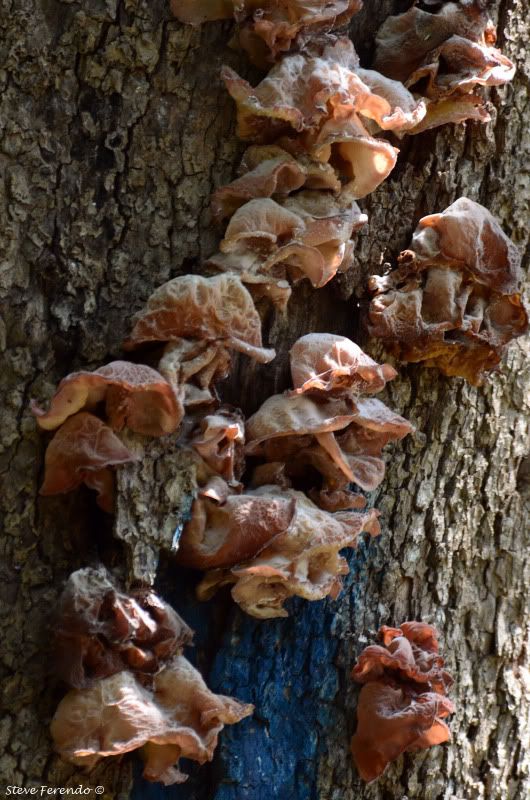 "Natural World" Through My Camera Trees Have Ears???